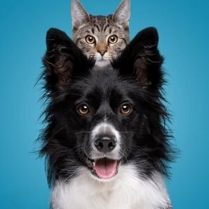 Cat and Dog Bundles!